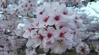 090422sakura.jpg